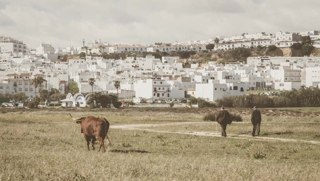 Cattle near Conil