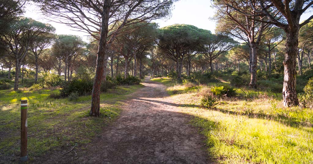 Ruta de los acantilados de Barbate, sendero interior.