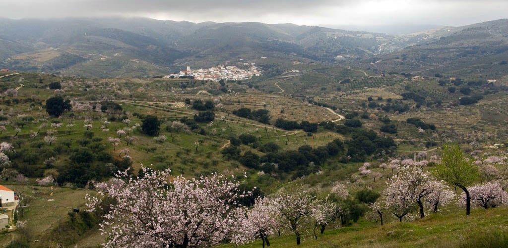 Paisaje de Tahal con almendros en flor