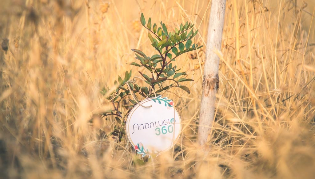 reforestacion en san miguel alto