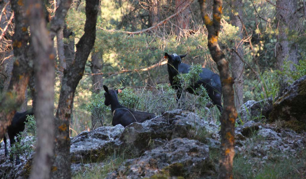 Cheese goats in the Sierra de Huétor