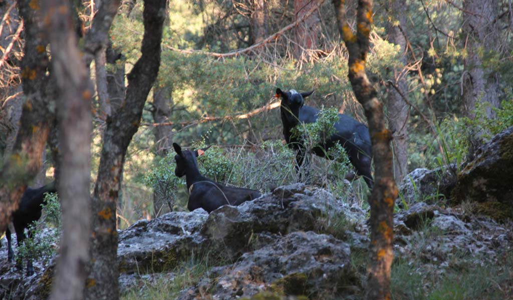 Cabras de quesos en la Sierra de Huétor