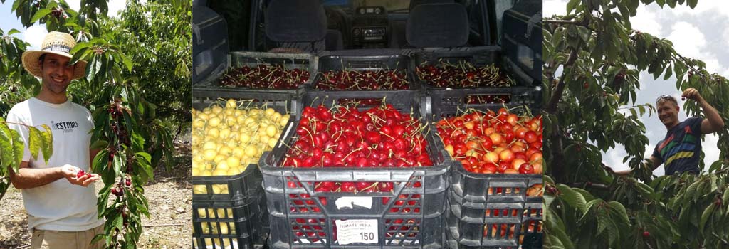 Cherries to eat in Granada