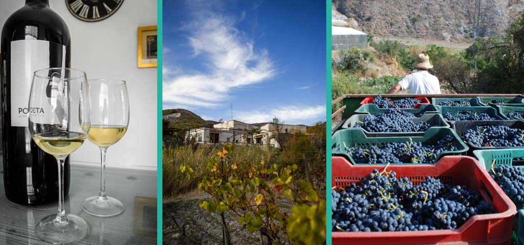 Bodega de vino en Granada