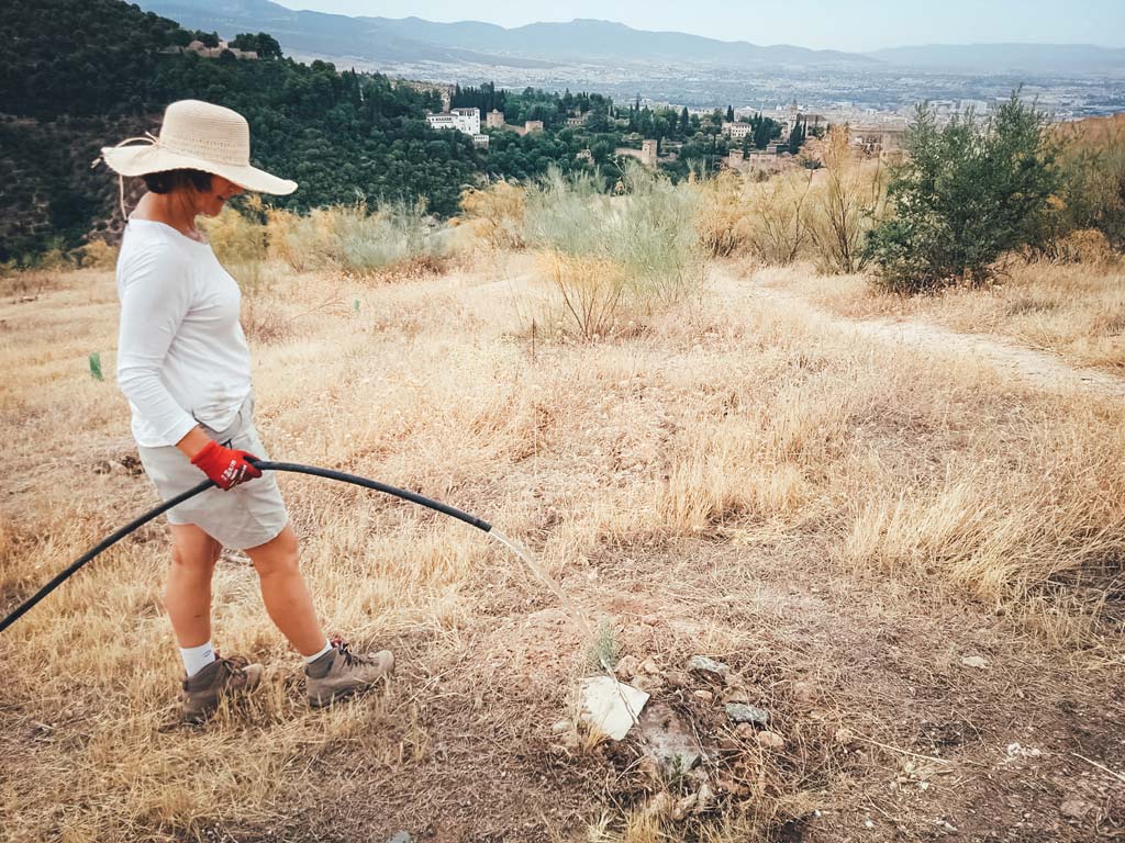 Reforestacion San Miguel Alto