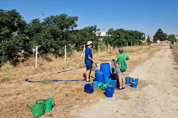 reforestaciones en Sevilla