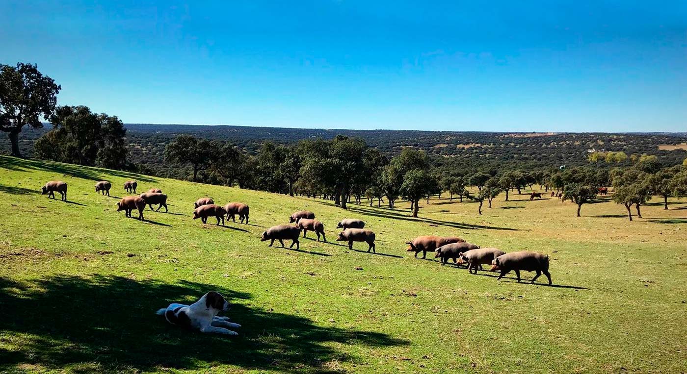 Cerdos en la Dehesa de los Pedroches