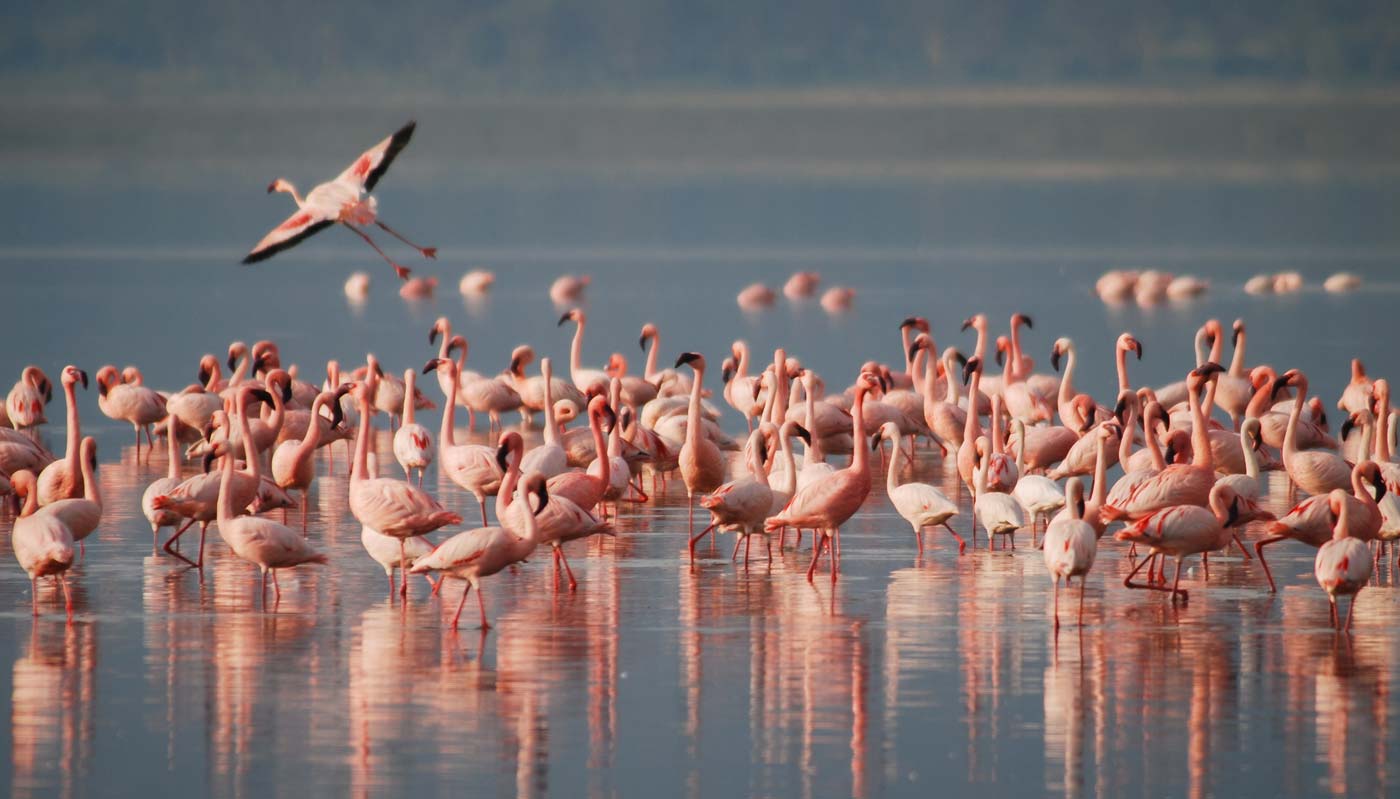 Flamencos en excusión a Doñana