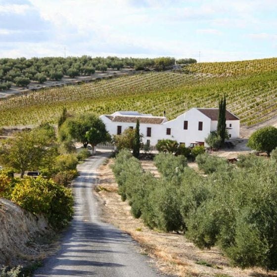 Viñedo en ruta del vino Montilla Moriles