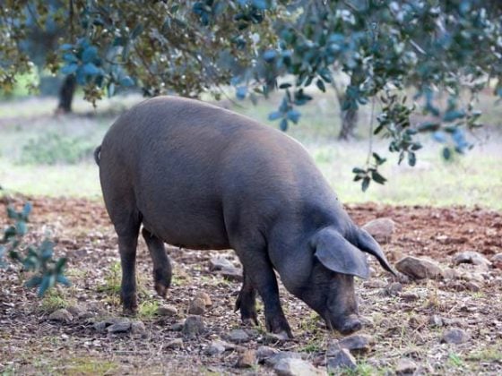 Cerdo de raza ibérica de Huelva