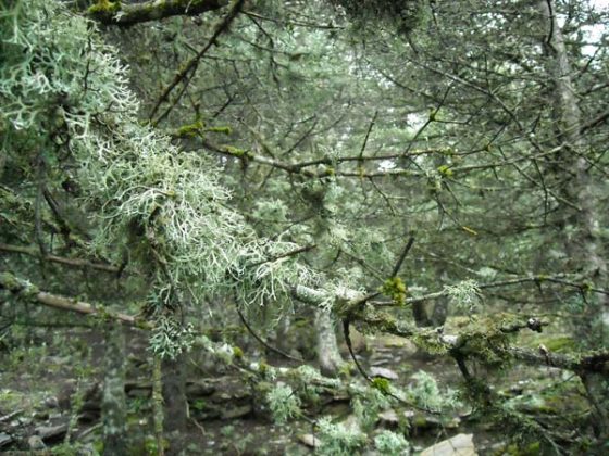 Excursión bosques de Cádiz