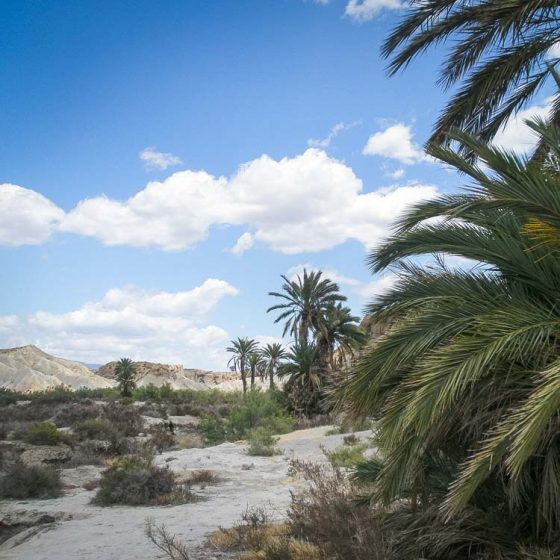 Oasis en excusión desierto de Tabernas