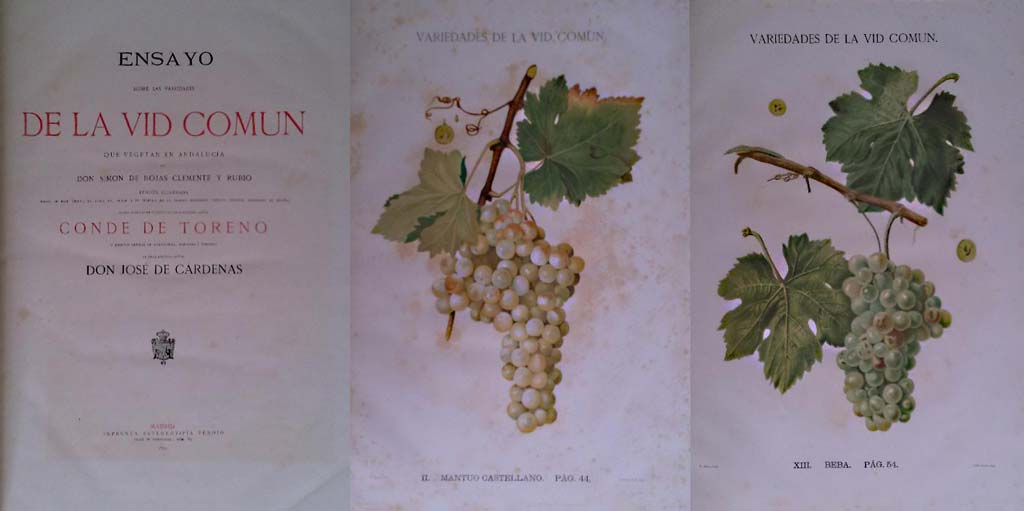 Vinos de Andalucía, Simón Rojas Clemente