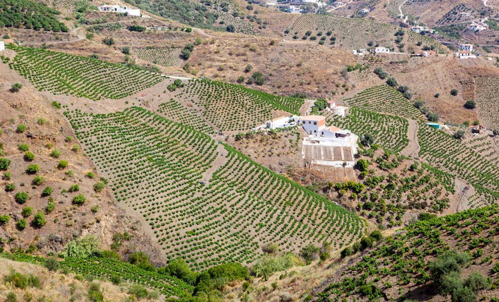 Viñedos de Málaga