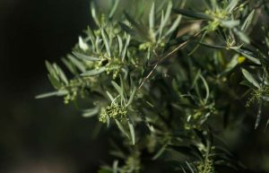 degustacion de aceite de Jaén