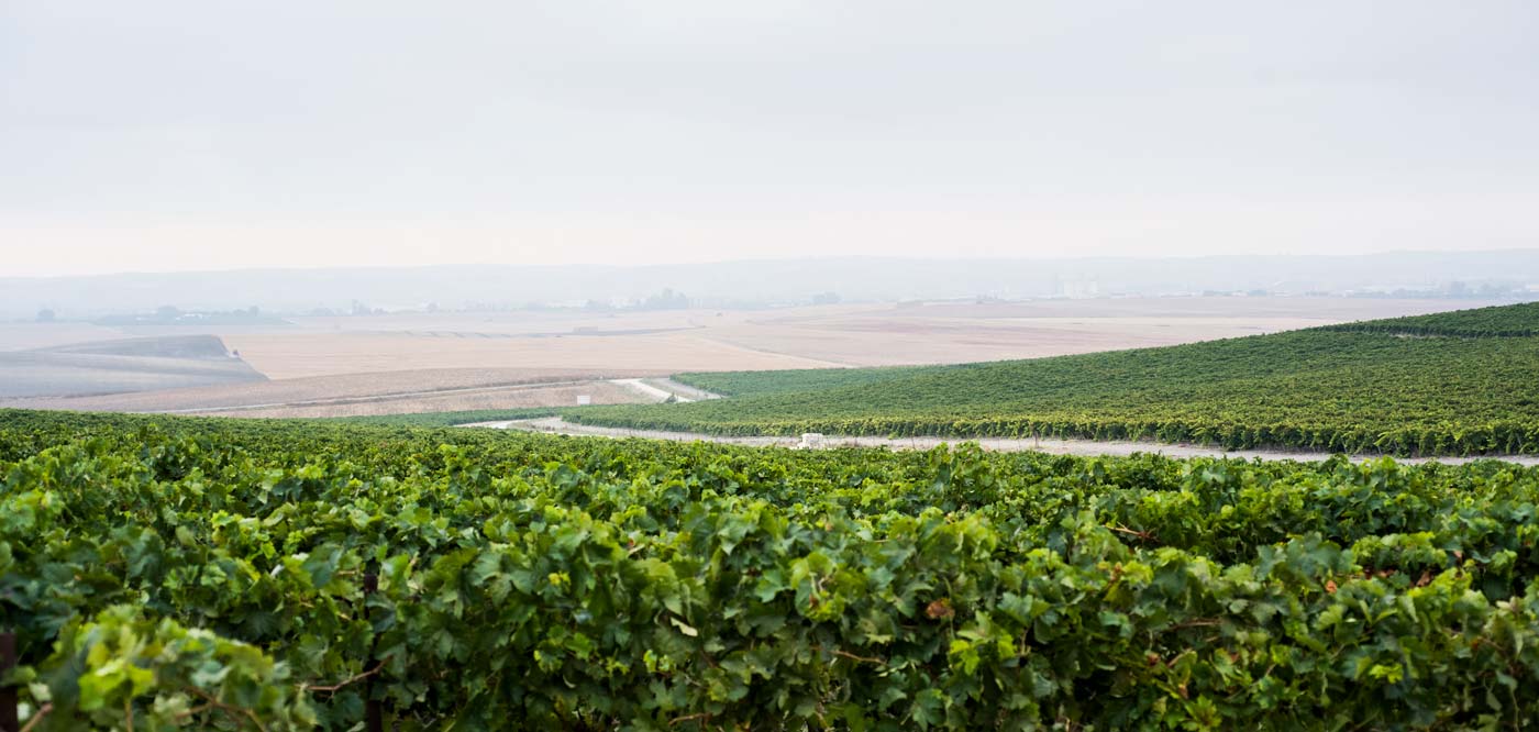Visita a un viñedo de Jerez
