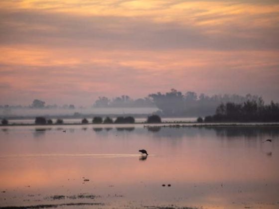 Visitar Doñana